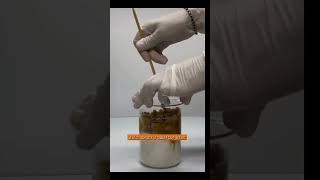 Sugar  Sulfuric Acid [upl. by Yatnahc]