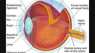 Human Eye 01 General Anatomy [upl. by Yllim359]