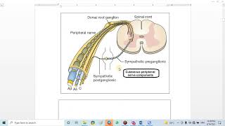 12 Classification of fibers in peripheral nerve [upl. by Novled]