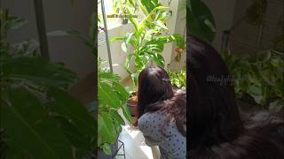 How do I take care of my Draceana Lime light dracaena indoorplants plants shorts [upl. by Aniela]