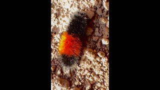 WOOLLY BEAR CATERPILLAR Predicts Winter Fact or Folklore 🐛🥹woollybearcaterpillar caterpillar [upl. by Markos458]