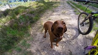 GoPro Amber the Downhill Dog [upl. by Wyndham915]