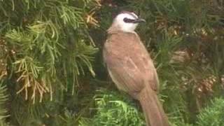 sound of Yellowvented Bulbul [upl. by Cioffred]