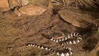 king snake vs rattlesnake [upl. by Sewell]