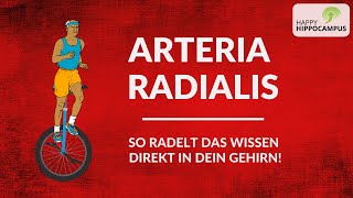 Anatomie lernen Arteria radialis amp ihre Abgänge blitzschnell merken mit genialem Gedächtnispalast [upl. by Jew]