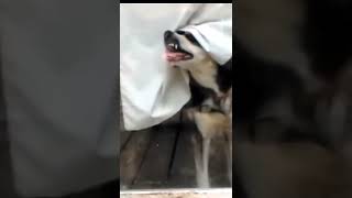 6 dog funny video 😃🤣🤣 [upl. by Ardehs]