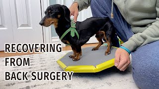 Crusoe Dachshunds 3 Week Update  Recovering from IVDD Back Surgery [upl. by Lichter493]