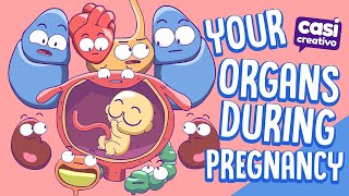 Your Organs During Pregnancy [upl. by Merrick]