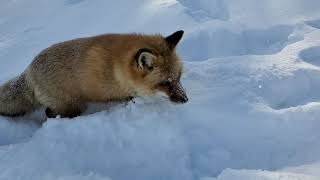 Finnegan Fox in the snow [upl. by Gallard375]