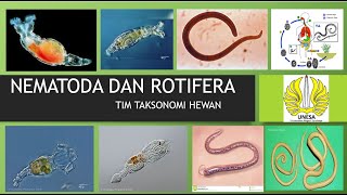 NEMATODA DAN ROTIFERA [upl. by Ajiat]