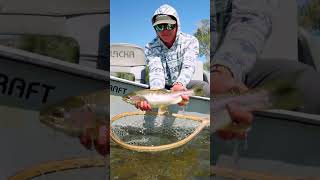 A day on the Yellowstone River is hard to beat fishing montana flyfishing trout vacation [upl. by Moselle]