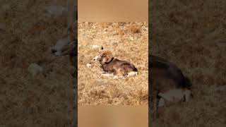 Ovis ammonАргаль угалз wild sheep Mongolia [upl. by Introk503]