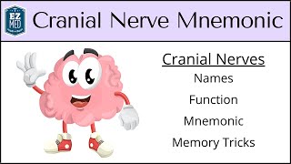 Cranial Nerves MADE EASY Mnemonic amp Tricks for their Names amp Function [upl. by Quill]