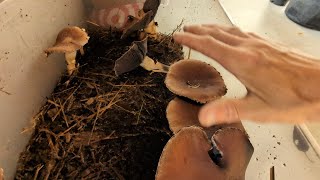 Indoor Wine Cap Mushrooms in a TUB  Update amp Observations [upl. by Scully]