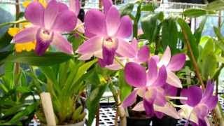 Orchid Care  Dendrobium Phalaenopsis Orchid in full bloom  Dendrobium Orchid care tips [upl. by Alimac94]