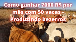 Como ganhar R 7600 por mês com 50 vacas  Produzindo bezerros [upl. by Suidualc]