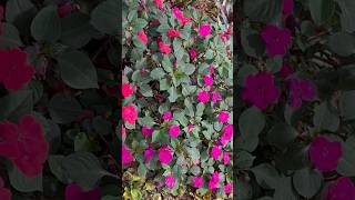 Mixed colour walleriana flowers  Home Gardening  flowers gardening youtubeshorts [upl. by Suirtimid]