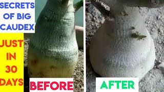 How to make big Caudex of Adenium Plant in very short time [upl. by Enicnarf]