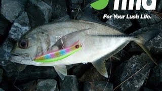 IMA Australia Komomo 2 Chasing Gold Coast Trevally landbase with Rocky D [upl. by Georgine]