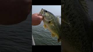 The Okuma Psycho stick the rod for psycho bass and not your crazy ex [upl. by Harrison168]