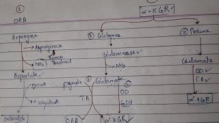 protein metabolism carbon skeleton degradation ketogenic and glucongenic amino acid [upl. by Anecusa]