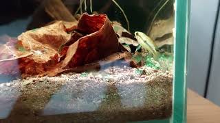 Apistogramma trifasciata female with fry [upl. by Terrie]