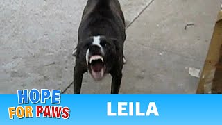 Leila  My FIRST rescue video EVER  hope [upl. by Branscum]