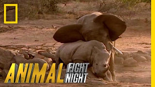 Elephant vs Rhino  Animal Fight Night [upl. by Jedthus440]