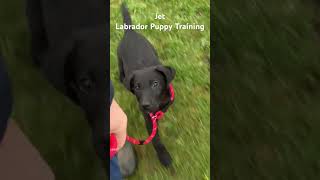 Labrador Puppy Training video [upl. by Zined926]