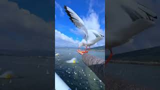 Pelicans Feast On Cape Gannet Chicks  Life  BBC Earth 20foryou viralvideo reels tending [upl. by Sanborn]