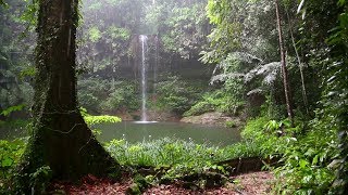 Habitats Rainforests CLIP [upl. by Tierell]