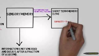 AS Level Psychology  The MultiStore Model Revision [upl. by Vtehsta]