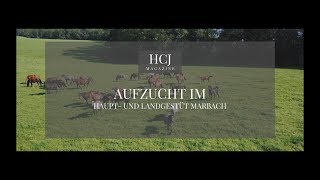 Die Aufzucht im Haupt und Landgestüt Marbach [upl. by Ardnahs]