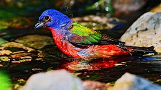 Passerina ciris PAINTED BUNTING male drinking bathing 3040363 [upl. by Mehetabel]