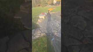 Natural Stone Patio Install leveling Stones Rinse Off [upl. by Nyl635]