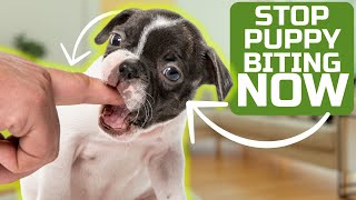 How To Stop Puppy Biting Easily [upl. by Kristof420]