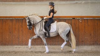 Horse for Sale  Elite Lusitano Stallion Future Grand Prix Star with Olympic Bloodlines REF787 [upl. by Dhaf]