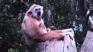 A Gibbon whooping [upl. by Zakarias]