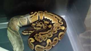 Ball Python Shedding [upl. by Natlus]