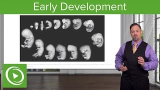 Embryology Introduction amp Early Stages  Lecturio [upl. by Ellekim522]