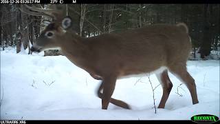 Adirondack Trailcam 2016 [upl. by Jaeger]