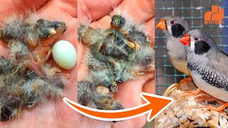 Black Cheek Finches Breeding Tips  Finches Video in Malayalam  MY PET PLANT  MY PET PLANT [upl. by Nibor586]