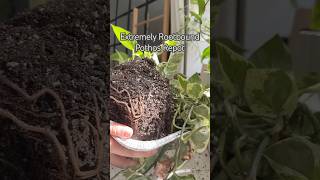 Rootbound Plant shorts propagation indoorplants garden houseplants plants plantcare diy [upl. by Bret917]