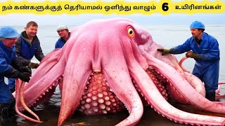 நம் கண்ணுக்குத் தெரியாமல் வாழும் உயிரினங்கள்  Amazing Camouflaged Animals  Tamil Info Share [upl. by Ivar]