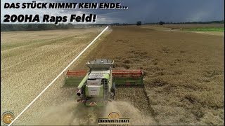 DAS STÜCK NIMMT KEIN ENDE 200HA Raps Feld XXXL Rapsernte 740ha 3 Claas Lexion Mähdrescher 2023 [upl. by Duwe]