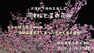 河津町で夜桜も楽しむ河津桜と菜の花畑 [upl. by Pomeroy684]