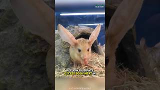 Long Eared Jerboa  The Cute Little Rodent [upl. by Aidnac]