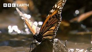 A Breathtaking Swarm of 100 Million Butterflies  Earths Great Seasons  BBC Earth [upl. by Rfinnej]