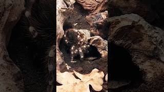 Meine Vogelspinne Acanthoscurria geniculata fängt sich eine Schabe aus der Höhle 😎 [upl. by Atwater]