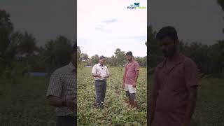 Red Cowpea as Intercrop in Coconut Farm [upl. by Follmer57]